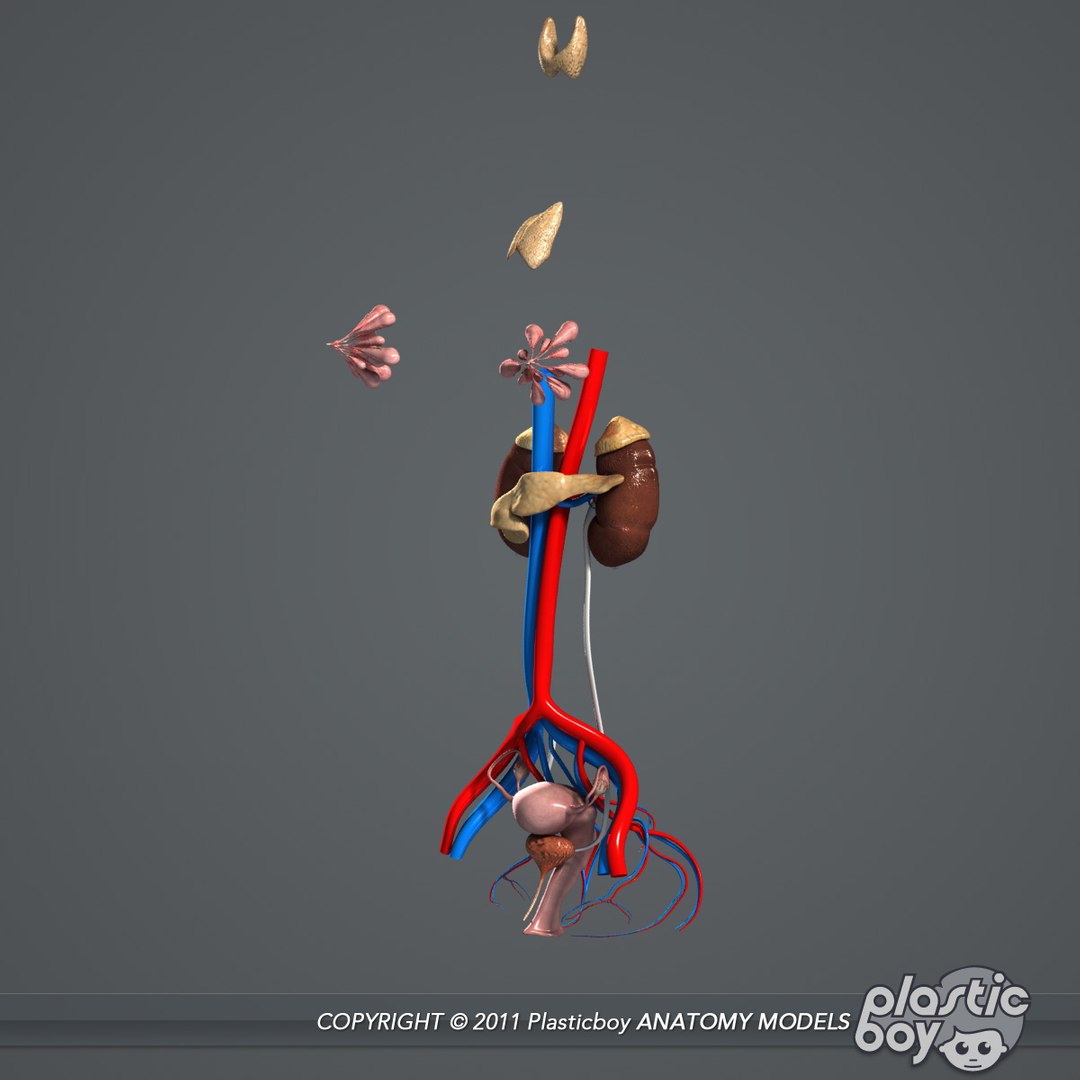 male female anatomy body 3d max https://p.turbosquid.com/ts-thumb/lJ/B94Vza/JgONoaD4/female_reproductive_04/jpg/1304612156/1920x1080/fit_q87/25481cc18d69b3bb025963364ce68a50387ee66e/female_reproductive_04.jpg