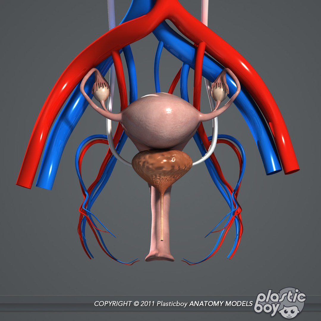 male female anatomy body 3d max https://p.turbosquid.com/ts-thumb/lJ/B94Vza/OgeytPpn/female_reproductivey_01/jpg/1304612156/1920x1080/fit_q87/c989c068e6ee53265bd420bfb4c39a2d8ce170a5/female_reproductivey_01.jpg