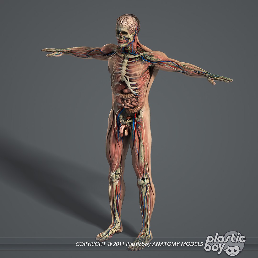 male female anatomy body 3d max https://p.turbosquid.com/ts-thumb/lJ/B94Vza/QtPJ8Dl9/anatomy_complete_04/jpg/1304611910/1920x1080/fit_q87/0bc2998db1f896cf6c2754a81baaa494144d218a/anatomy_complete_04.jpg