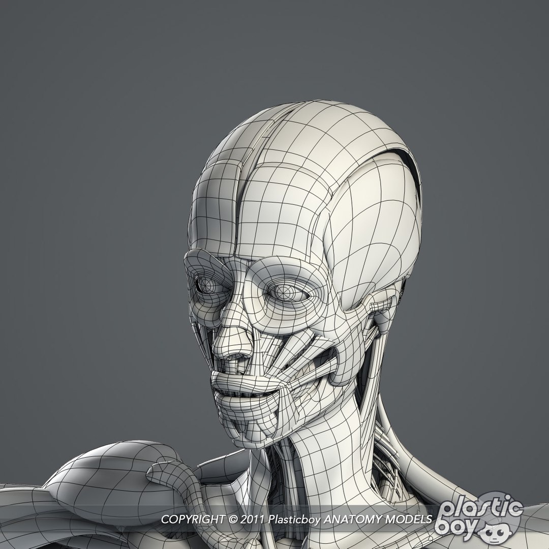 male female anatomy body 3d max https://p.turbosquid.com/ts-thumb/lJ/B94Vza/QwRuOHJI/female_skeletal_muscles_06_wf/jpg/1304612102/1920x1080/fit_q87/c0eff2d162e531cdbf5a5ab286aa56aa072e1076/female_skeletal_muscles_06_wf.jpg