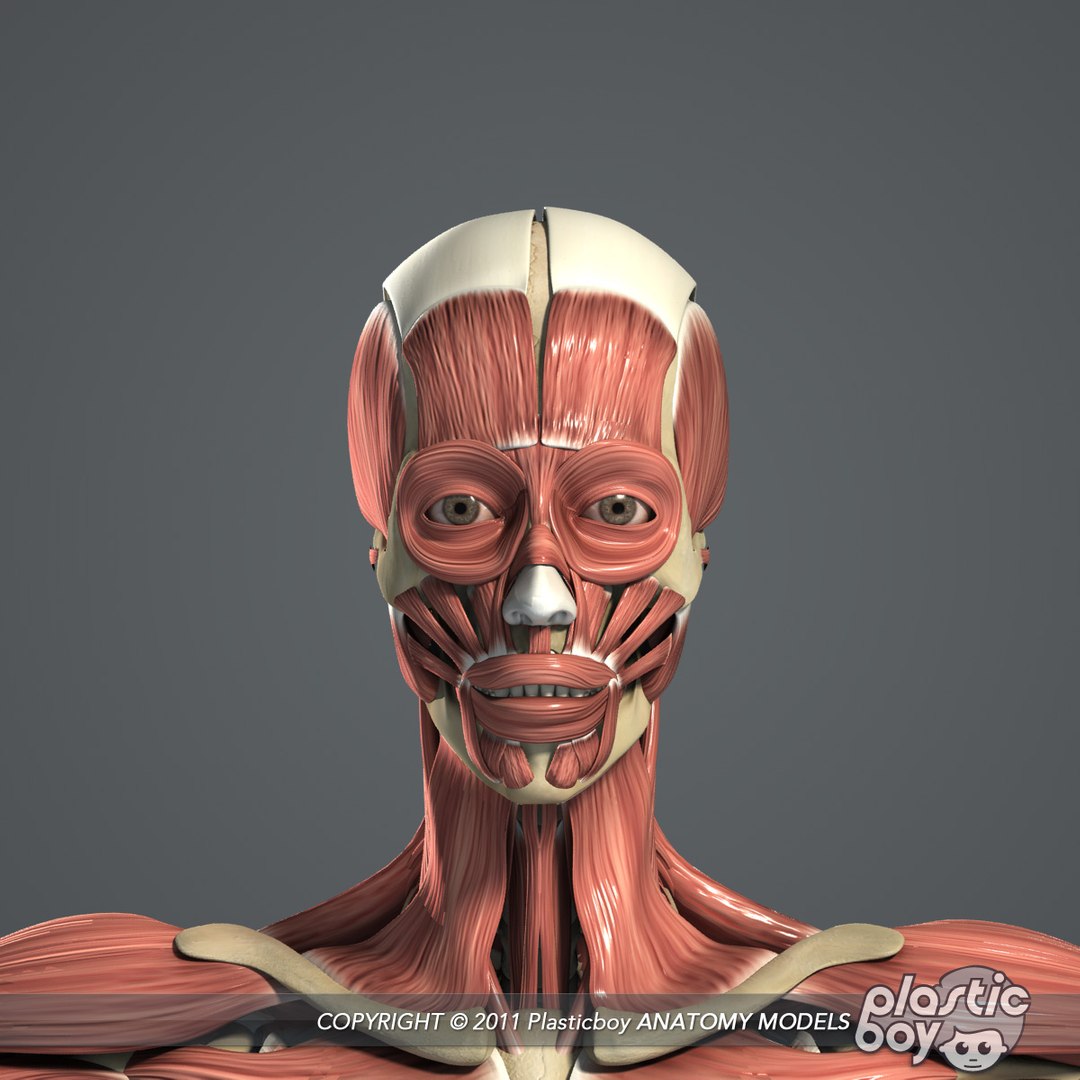male female anatomy body 3d max https://p.turbosquid.com/ts-thumb/lJ/B94Vza/T3UVYiht/female_skeletal_muscles_04/jpg/1304612102/1920x1080/fit_q87/7413650db36aa01b0aa9d87bc484d5f6b2e2dd3c/female_skeletal_muscles_04.jpg