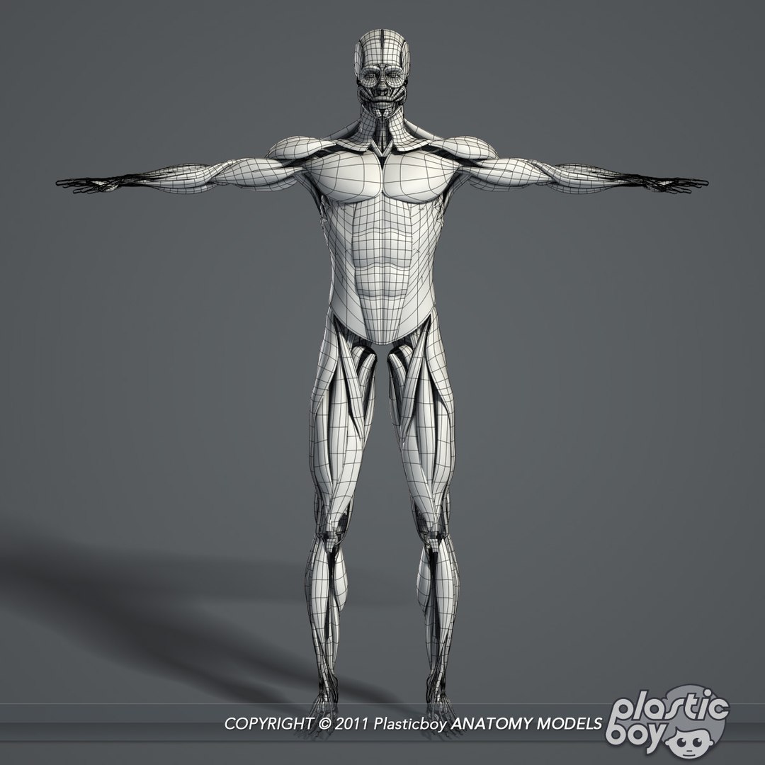 male female anatomy body 3d max https://p.turbosquid.com/ts-thumb/lJ/B94Vza/Y4U1205c/muscles_01_wf/jpg/1304612066/1920x1080/fit_q87/7836070145c64fecc1f81a00008a7475c6823f98/muscles_01_wf.jpg
