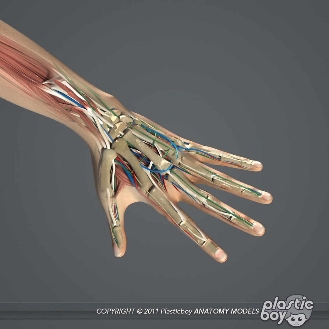 male female anatomy body 3d max https://p.turbosquid.com/ts-thumb/lJ/B94Vza/YLUQzD5y/female_anatomy_complete_07/jpg/1304611934/1920x1080/fit_q87/93db0f66de215caa6363531032800b6dc86d12f2/female_anatomy_complete_07.jpg