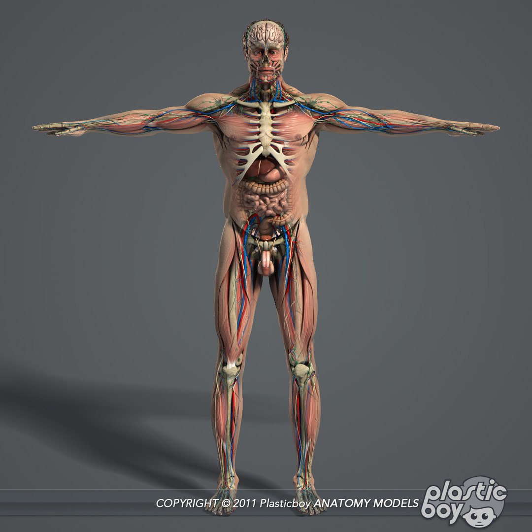 male female anatomy body 3d max https://p.turbosquid.com/ts-thumb/lJ/B94Vza/a8wtxINP/anatomy_complete_01/jpg/1304611879/1920x1080/fit_q87/df7f539d3565c142a00abf91f67fe06313f9562f/anatomy_complete_01.jpg