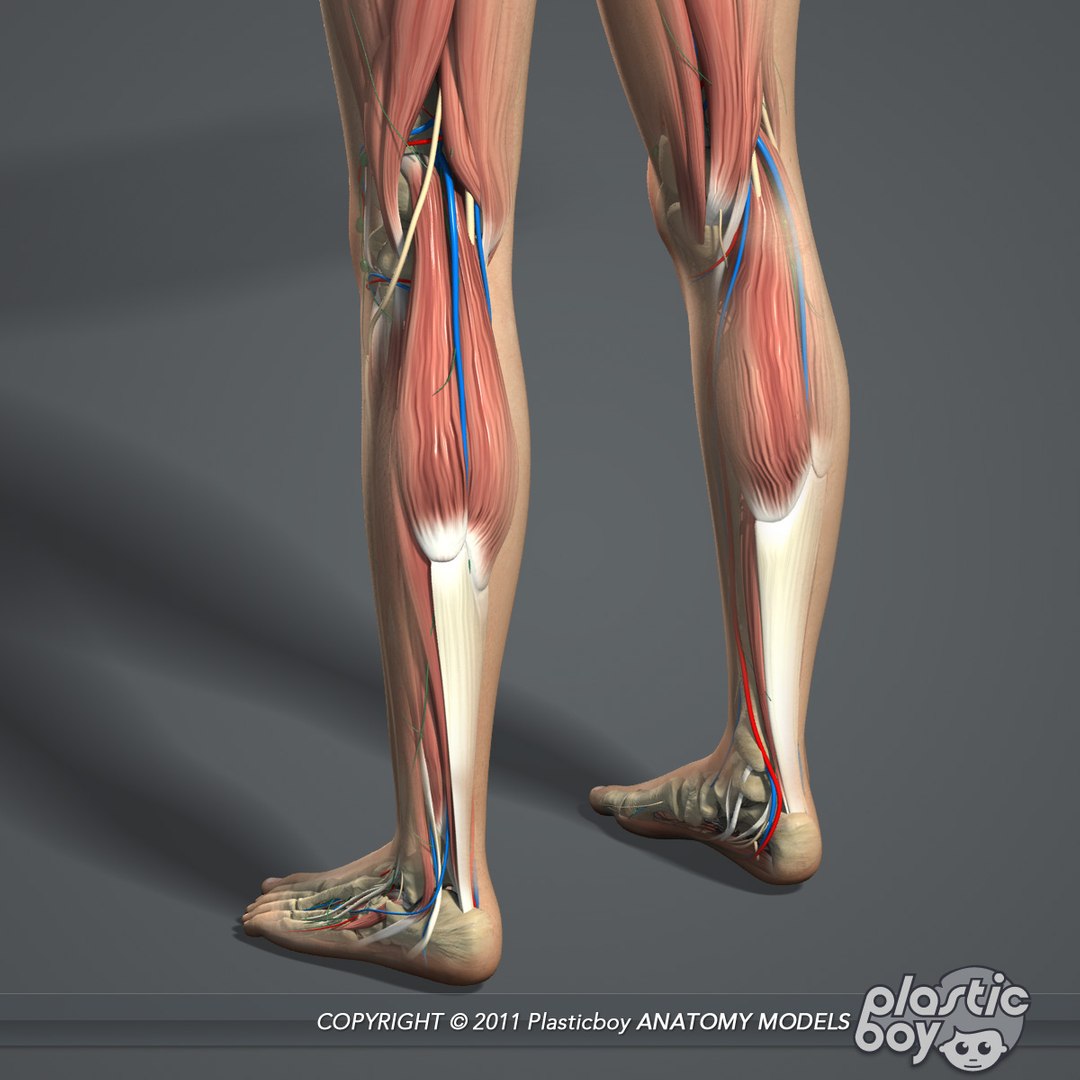 male female anatomy body 3d max https://p.turbosquid.com/ts-thumb/lJ/B94Vza/aUln0DaN/female_anatomy_complete_09/jpg/1304611934/1920x1080/fit_q87/9432db7fd4d205025cfcb324c45194ead5b9c7b1/female_anatomy_complete_09.jpg