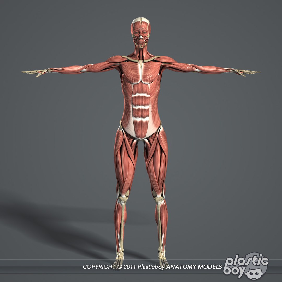 male female anatomy body 3d max https://p.turbosquid.com/ts-thumb/lJ/B94Vza/byI0nIJh/female_skeletal_muscles_01/jpg/1304612102/1920x1080/fit_q87/971ce15edda9e274fc0de6acd1b5655346c07856/female_skeletal_muscles_01.jpg