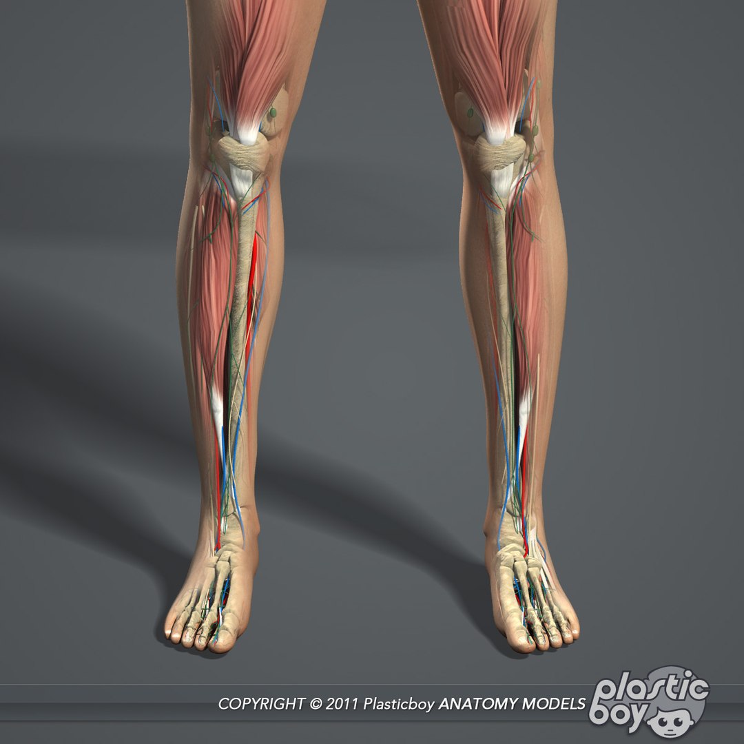 male female anatomy body 3d max https://p.turbosquid.com/ts-thumb/lJ/B94Vza/hq3EIqNC/female_anatomy_complete_06/jpg/1304611934/1920x1080/fit_q87/ab2e53c4fe45a877bda30da67f70ee340f705cca/female_anatomy_complete_06.jpg