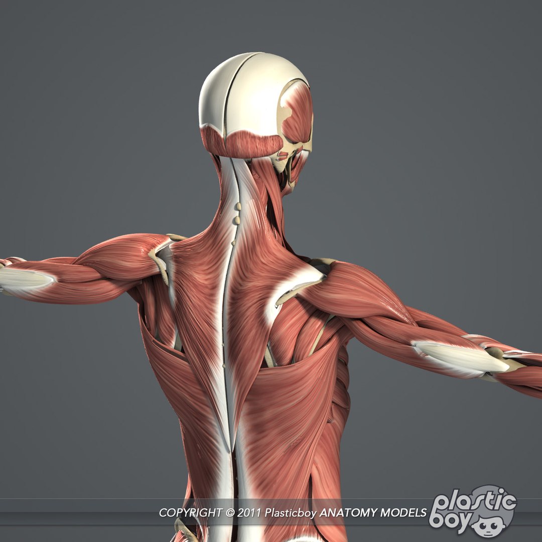 male female anatomy body 3d max https://p.turbosquid.com/ts-thumb/lJ/B94Vza/iDSNmyRE/female_skeletal_muscles_07/jpg/1304612102/1920x1080/fit_q87/ea442c91a84d5233eb303b7a54796b42c3916808/female_skeletal_muscles_07.jpg