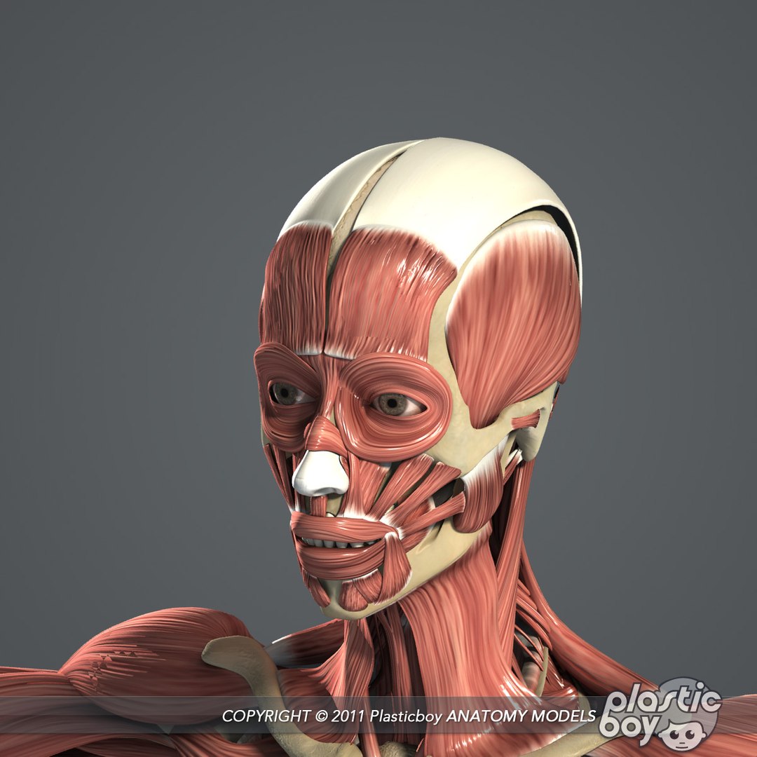 male female anatomy body 3d max https://p.turbosquid.com/ts-thumb/lJ/B94Vza/iucv2DB1/female_skeletal_muscles_06/jpg/1304612102/1920x1080/fit_q87/a4ded26dc12156f31aaf434c0cd09f7181bdda9a/female_skeletal_muscles_06.jpg