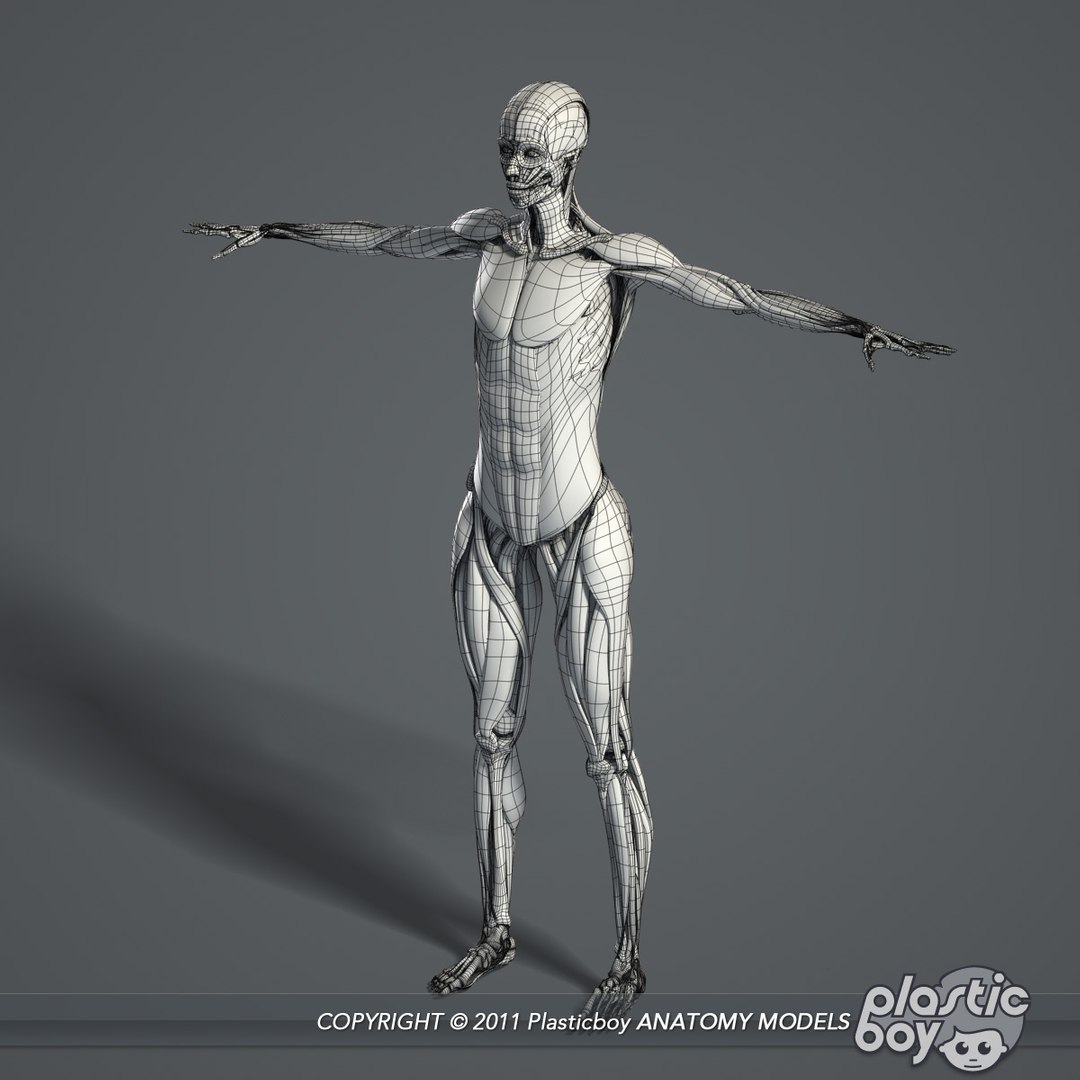 male female anatomy body 3d max https://p.turbosquid.com/ts-thumb/lJ/B94Vza/oQgy0WL8/female_skeletal_muscles_05_wf/jpg/1304612102/1920x1080/fit_q87/73412c7973c81caec28c8fc9a14f456ed7670d17/female_skeletal_muscles_05_wf.jpg