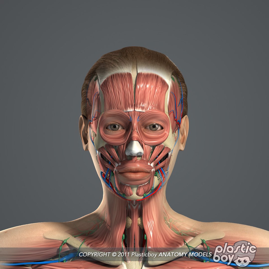 male female anatomy body 3d max https://p.turbosquid.com/ts-thumb/lJ/B94Vza/z23zJe2v/female_anatomy_complete_04/jpg/1304611934/1920x1080/fit_q87/0fe396773496746321b6405bb3ca4798f8d3ff85/female_anatomy_complete_04.jpg