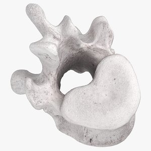 Bear Ursus Thoracic Vertebrae T12 3D model
