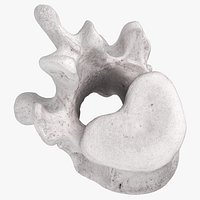 Bear Ursus Thoracic Vertebrae T12