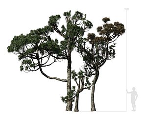 3D conifer tree 004