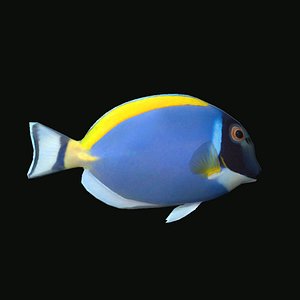 3D powder red tang
