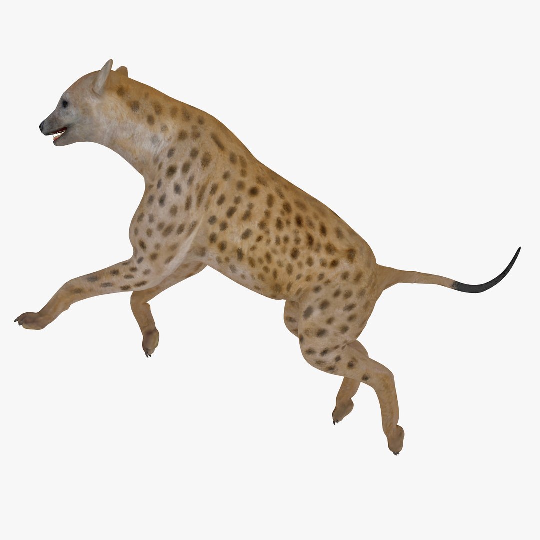 s hyena rigged animal https://p.turbosquid.com/ts-thumb/lJ/Xs835m/6irAMPIP/hyenarigged_11/jpg/1411138651/1920x1080/fit_q87/8b20f75b6595fc8e4fb504bf11299983b0b92620/hyenarigged_11.jpg