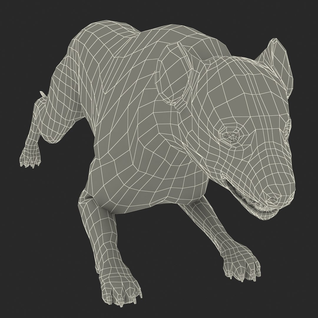 s hyena rigged animal https://p.turbosquid.com/ts-thumb/lJ/Xs835m/CloeDuR1/hyenarigged_174/jpg/1411139113/1920x1080/fit_q87/c41abbf08e3f9d9d63bdd72a19659c32bbad4798/hyenarigged_174.jpg