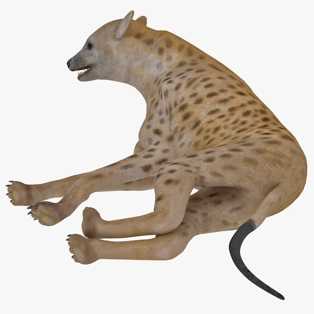 s hyena rigged animal https://p.turbosquid.com/ts-thumb/lJ/Xs835m/Ercfv17h/hyenarigged_13/jpg/1411138656/1920x1080/fit_q87/c494142991c2027e97f8053b58fc31360edad8e6/hyenarigged_13.jpg