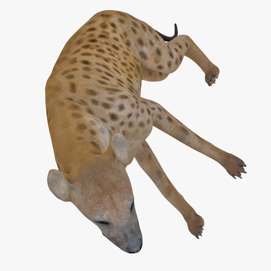 s hyena rigged animal https://p.turbosquid.com/ts-thumb/lJ/Xs835m/FJQXfNVP/hyenarigged_16/jpg/1411138663/1920x1080/fit_q87/cb46b5870b62666518d7c23611ea8fc619816863/hyenarigged_16.jpg