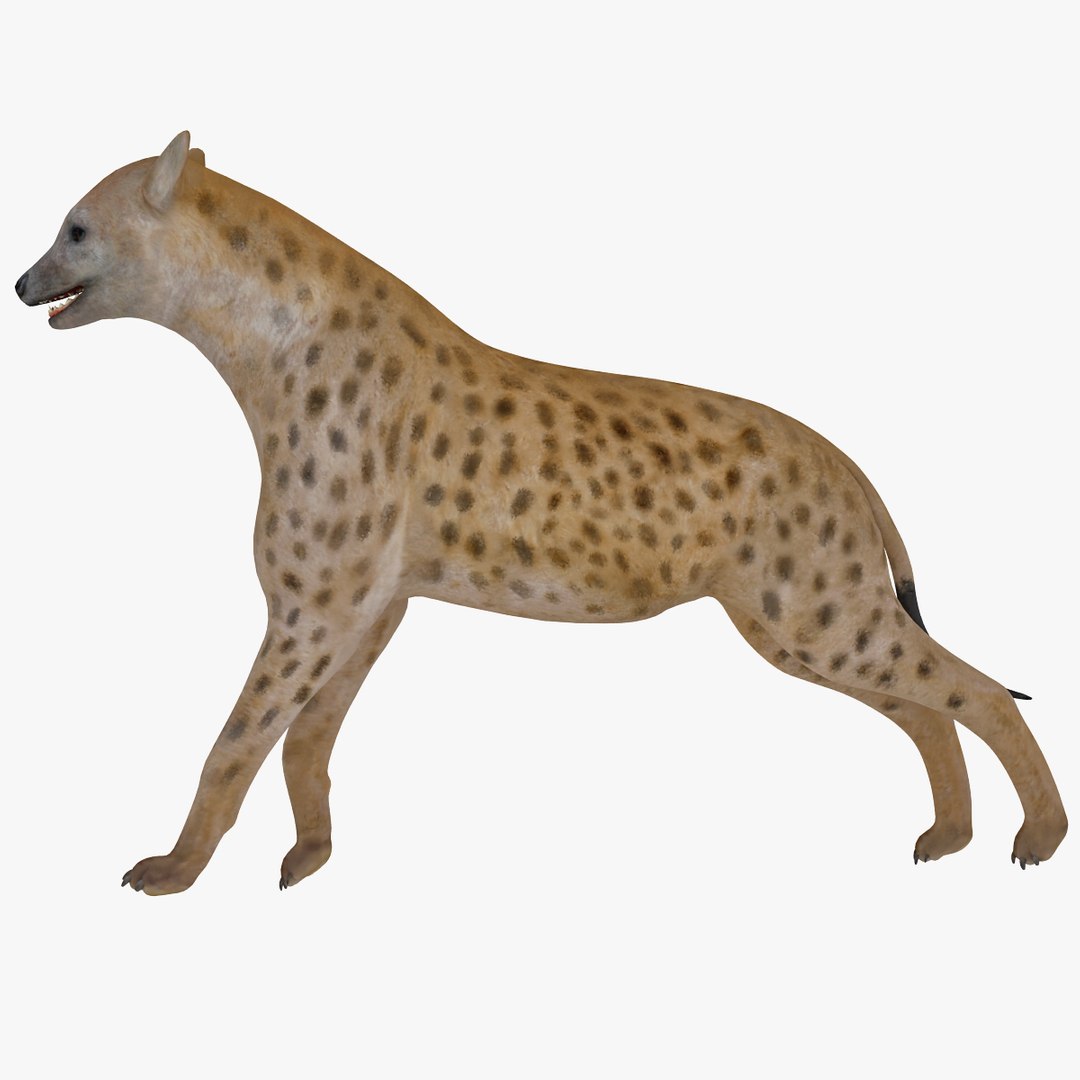 s hyena rigged animal https://p.turbosquid.com/ts-thumb/lJ/Xs835m/LExI22bU/hyenarigged_4/jpg/1411138634/1920x1080/fit_q87/7a679665929dfe38b89ac382407fe64a8c040e5f/hyenarigged_4.jpg