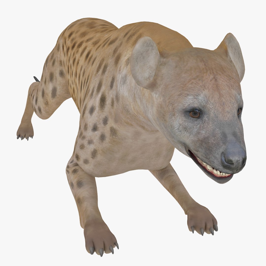s hyena rigged animal https://p.turbosquid.com/ts-thumb/lJ/Xs835m/MzYfMnMn/hyenarigged_19/jpg/1411138721/1920x1080/fit_q87/9969046eca9cab04f23d70f29ff40fcb816908d4/hyenarigged_19.jpg