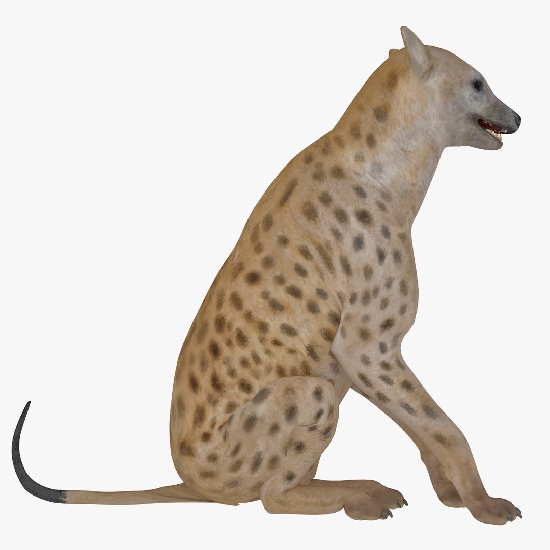 s hyena rigged animal https://p.turbosquid.com/ts-thumb/lJ/Xs835m/Rcc8MooU/hyenarigged_12/jpg/1411138702/1920x1080/fit_q87/95c34b74ccde0bda3e346d48eb51bde0d075f411/hyenarigged_12.jpg