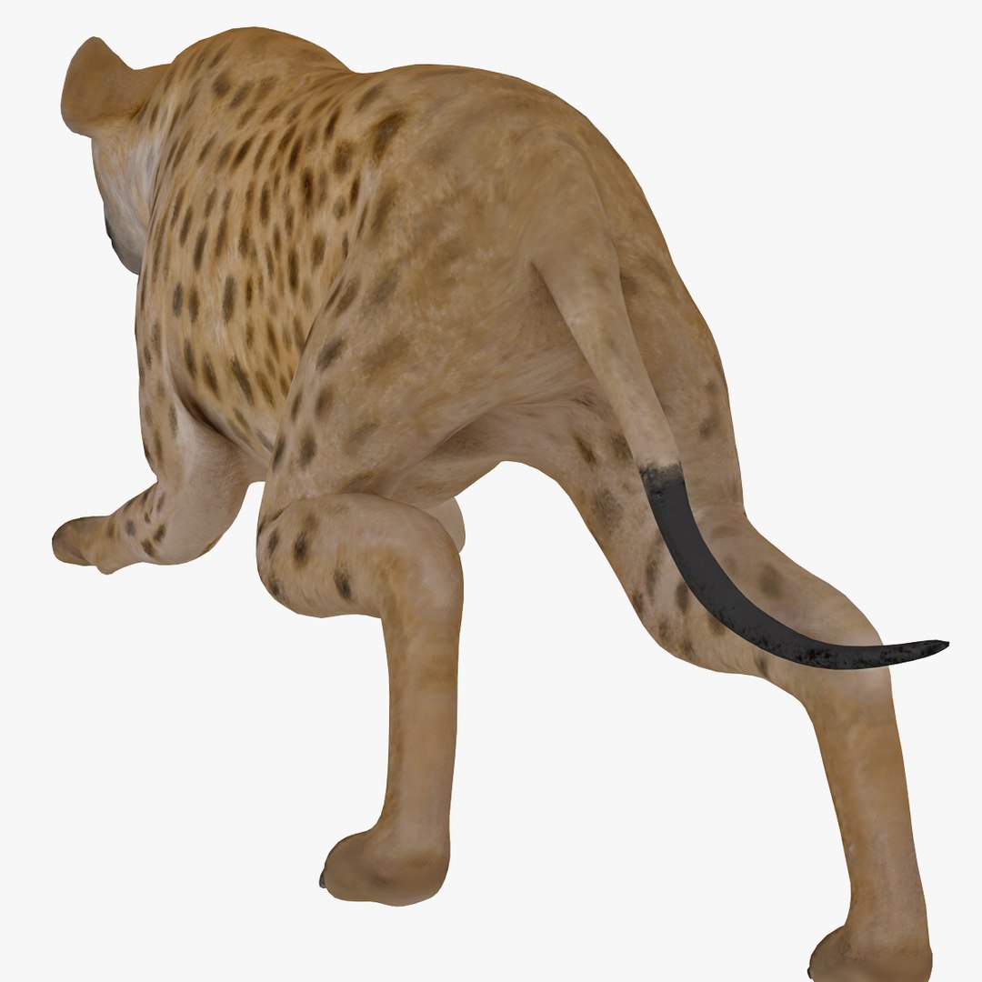 s hyena rigged animal https://p.turbosquid.com/ts-thumb/lJ/Xs835m/VFs7wAT2/hyenarigged_17/jpg/1411138666/1920x1080/fit_q87/b993314a5627ca2a5fb625d85ab9bdac34bd154f/hyenarigged_17.jpg
