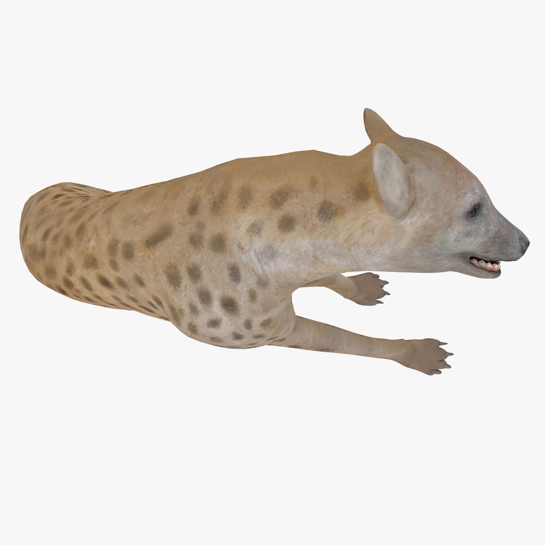 s hyena rigged animal https://p.turbosquid.com/ts-thumb/lJ/Xs835m/XUYlvjiz/hyenarigged_15/jpg/1411138661/1920x1080/fit_q87/b5c8b637888ba843d49f5ce1b025f47fdaa193bb/hyenarigged_15.jpg