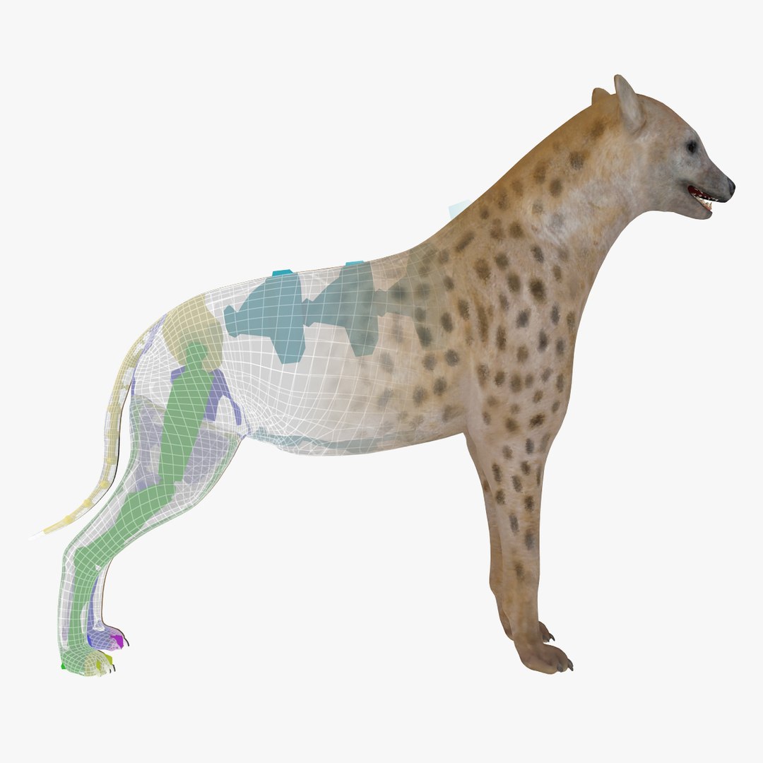 s hyena rigged animal https://p.turbosquid.com/ts-thumb/lJ/Xs835m/YEbWISvL/hyenarigged_180/jpg/1411139122/1920x1080/fit_q87/cb2dea3f7c37402096bc46d1bbb6a494462219b8/hyenarigged_180.jpg