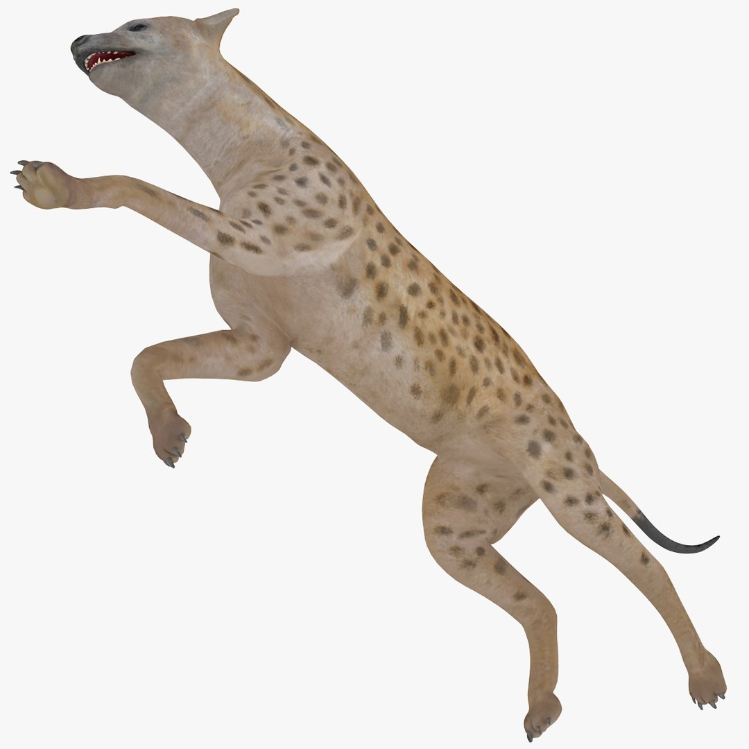 s hyena rigged animal https://p.turbosquid.com/ts-thumb/lJ/Xs835m/csEBNolk/hyenarigged_10/jpg/1411138649/1920x1080/fit_q87/7136d61d908be1b951d066fd4ce51029165ab1f6/hyenarigged_10.jpg