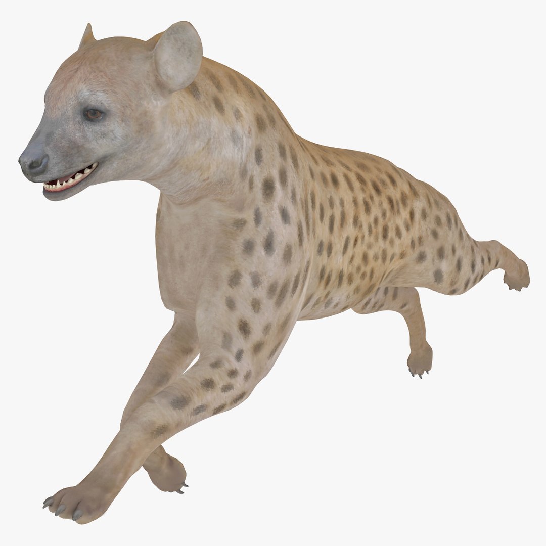 s hyena rigged animal https://p.turbosquid.com/ts-thumb/lJ/Xs835m/dRBIZWk6/hyenarigged_7/jpg/1411138641/1920x1080/fit_q87/aa283d3b2ffc8e408cae6c74930453a48e1d6d24/hyenarigged_7.jpg