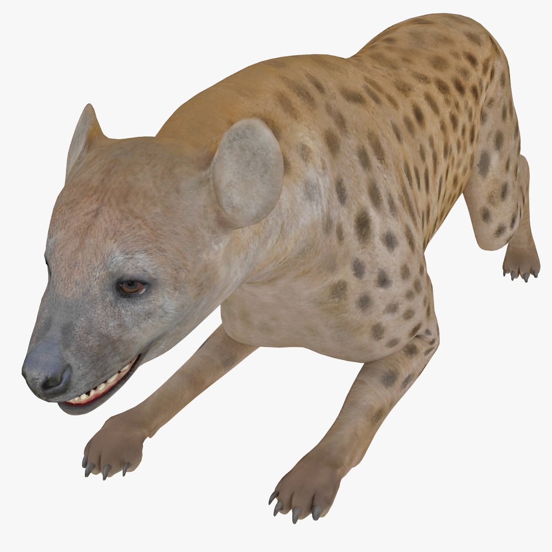 s hyena rigged animal https://p.turbosquid.com/ts-thumb/lJ/Xs835m/iWehdhll/hyenarigged_18/jpg/1411138717/1920x1080/fit_q87/7095b236a7a6ab9920b145f1c021c4e442aa6195/hyenarigged_18.jpg