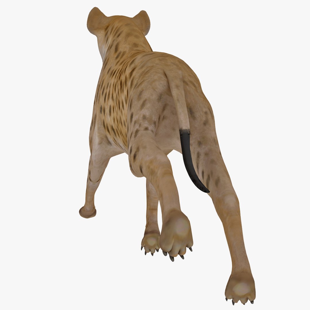 s hyena rigged animal https://p.turbosquid.com/ts-thumb/lJ/Xs835m/lSB68bZ6/hyenarigged_5/jpg/1411138637/1920x1080/fit_q87/3e7032d96f74c0ca0a19a972e48d431d8a6bcde4/hyenarigged_5.jpg