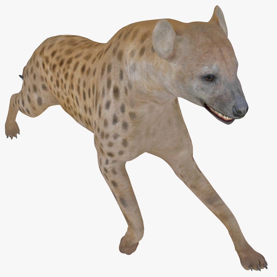 s hyena rigged animal https://p.turbosquid.com/ts-thumb/lJ/Xs835m/oLO4E1gW/hyenarigged_6/jpg/1411138639/1920x1080/fit_q87/251716ba11ff4a3b2960d4d77e854d8e2f4fd713/hyenarigged_6.jpg