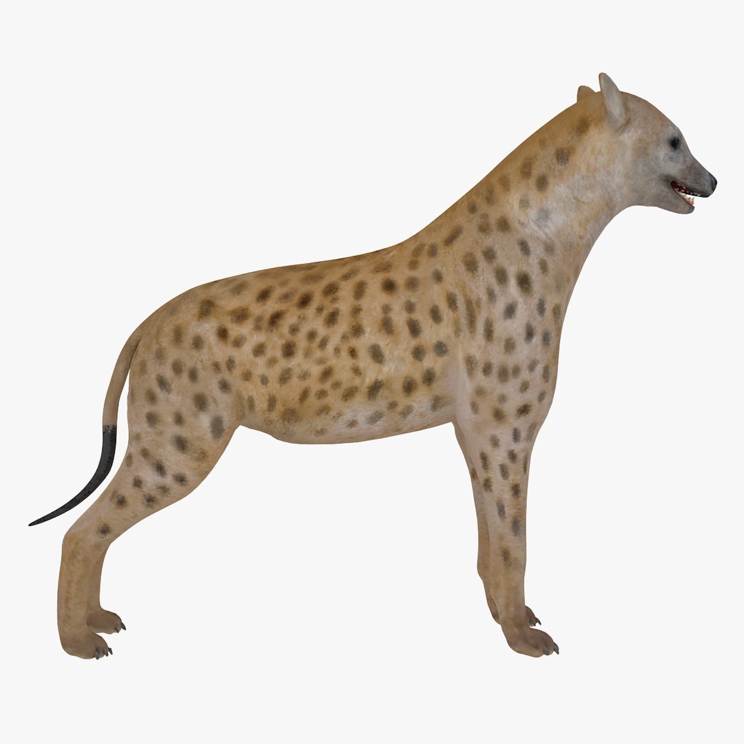 s hyena rigged animal https://p.turbosquid.com/ts-thumb/lJ/Xs835m/vVFrcGgF/hyenarigged_3/jpg/1411138680/1920x1080/fit_q87/7875097ad209b31a7db0484225f105fb3996cf64/hyenarigged_3.jpg
