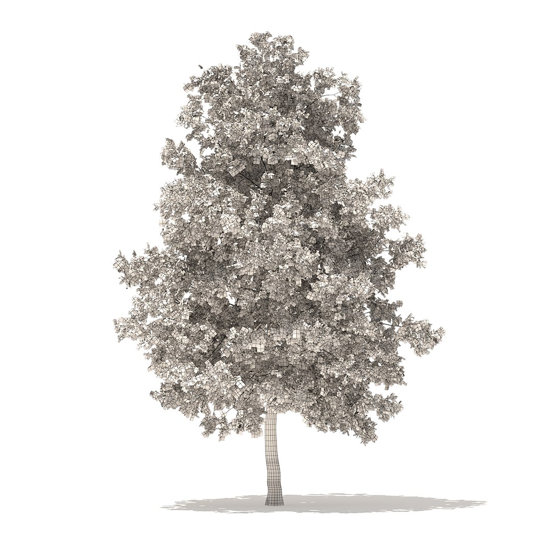 3D american sweetgum 5 4m model https://p.turbosquid.com/ts-thumb/lJ/aGsQe5/0HLbJgbI/cgaxis_models_100_3501grid/jpg/1524816010/1920x1080/fit_q87/9956292abeba90c5115ea277ca255579b4979adb/cgaxis_models_100_3501grid.jpg