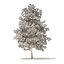 American Sweetgum 3D Model 5.4m