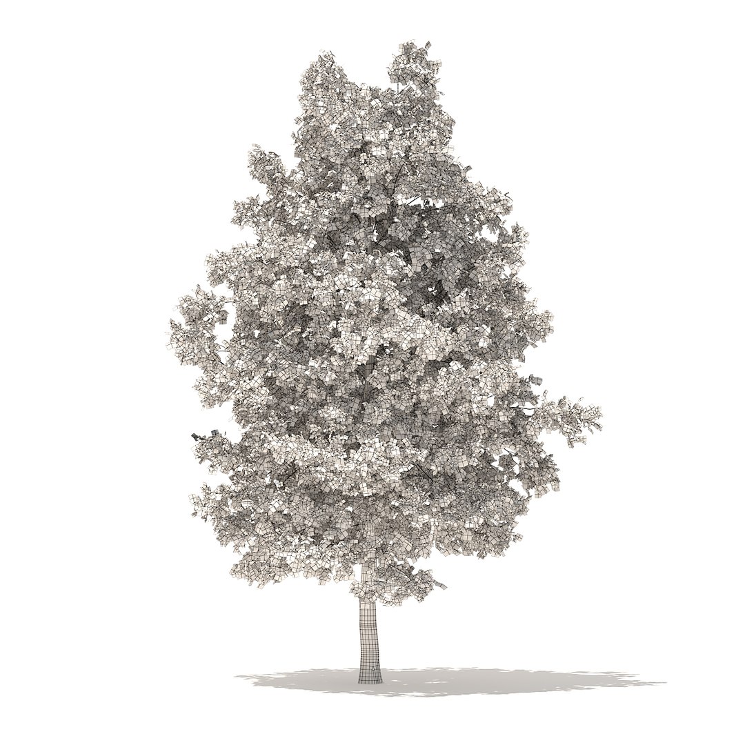 3D american sweetgum 5 4m model https://p.turbosquid.com/ts-thumb/lJ/aGsQe5/BFc5JZuB/cgaxis_models_100_3500grid/jpg/1524816009/1920x1080/fit_q87/644b71229228b30233ba45a88a8f55e34985e402/cgaxis_models_100_3500grid.jpg