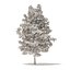 American Sweetgum 3D Model 5.4m