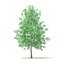 American Sweetgum 3D Model 5.4m