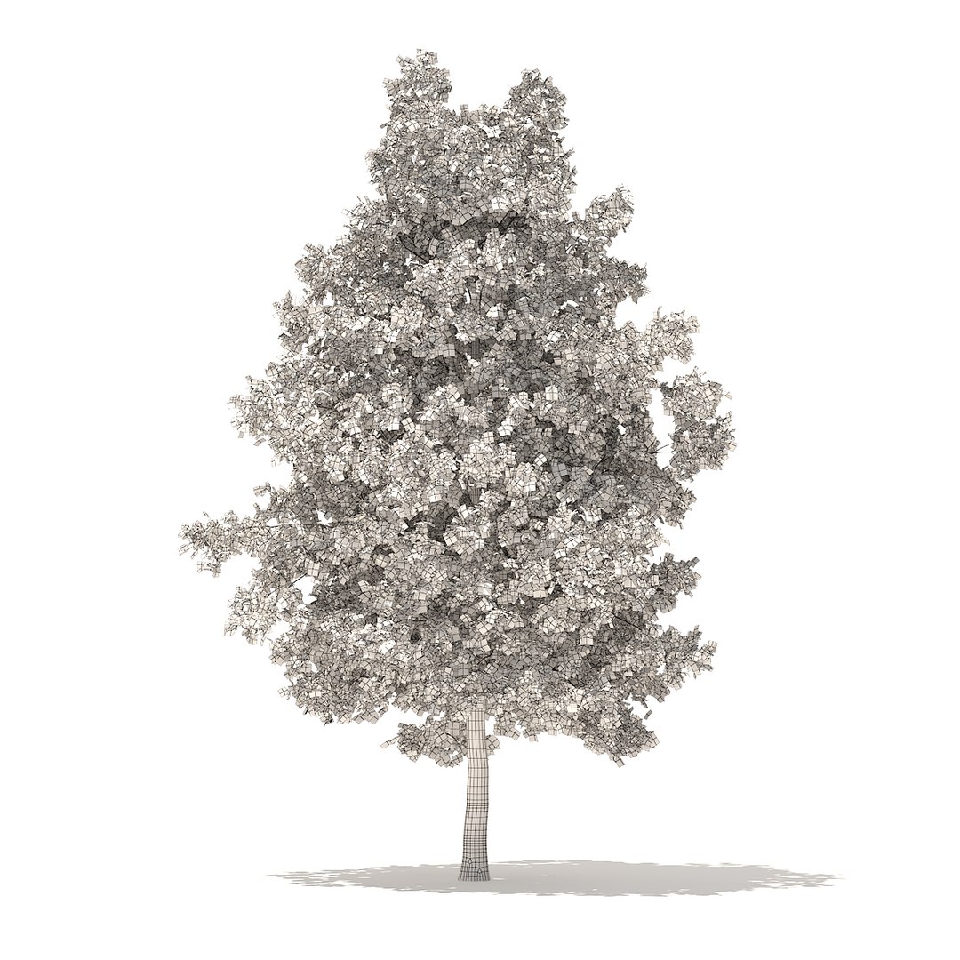 3D american sweetgum 5 4m model https://p.turbosquid.com/ts-thumb/lJ/aGsQe5/qRB2lFQG/cgaxis_models_100_3502grid/jpg/1524816010/1920x1080/fit_q87/5cc475571d58fe9fa6ea90c120e33080b0c57fee/cgaxis_models_100_3502grid.jpg