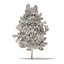American Sweetgum 3D Model 5.4m