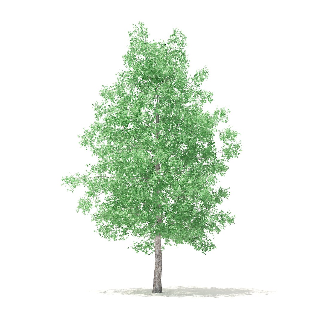 3D american sweetgum 5 4m model https://p.turbosquid.com/ts-thumb/lJ/aGsQe5/rZ0qkypu/cgaxis_models_100_3502/jpg/1524816010/1920x1080/fit_q87/2c7576bd3e77067a46cee91f220acf9bd9eeffd8/cgaxis_models_100_3502.jpg