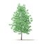 American Sweetgum 3D Model 5.4m