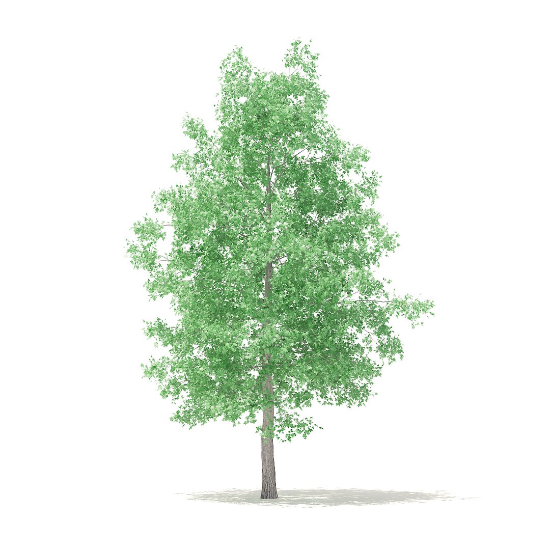 3D american sweetgum 5 4m model https://p.turbosquid.com/ts-thumb/lJ/aGsQe5/rZ2MlJLj/cgaxis_models_100_3500/jpg/1524816009/1920x1080/fit_q87/752f497c0d2a67d14887711477ee371852064f4d/cgaxis_models_100_3500.jpg