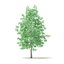American Sweetgum 3D Model 5.4m