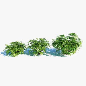 3D Chuniophoenix humilis c