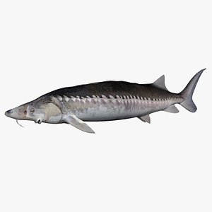fish sturgeon 3D model
