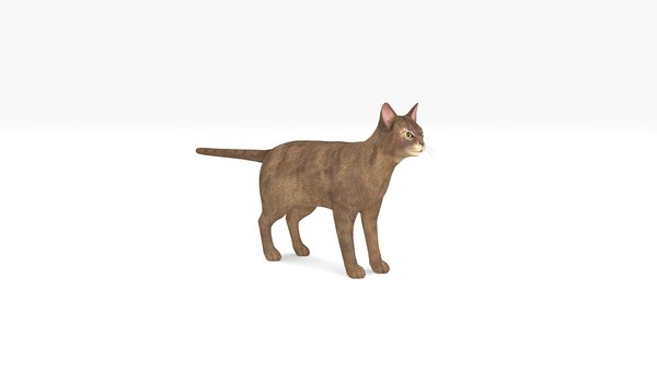 アビシニアン猫3dモデル Turbosquid