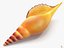 Seashell